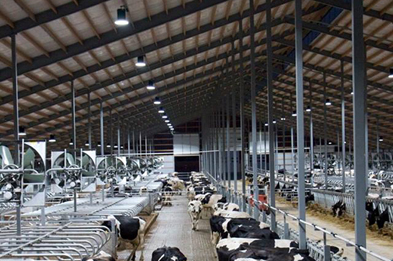 250w LED High Bay Applied in new Dairy Barn